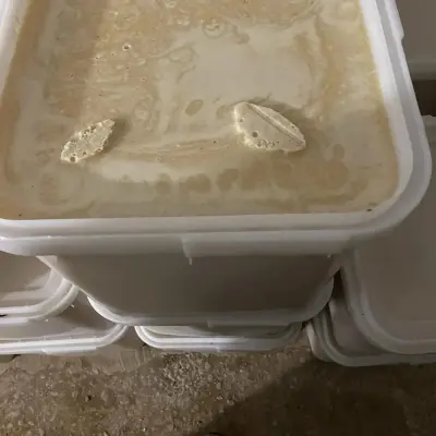 Мёд